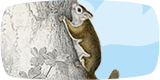 climbing-squirrel_160x80