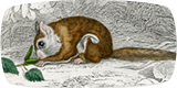 eating-squirrel_160x80