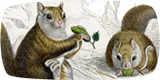 eating-squirrels-2_160x80