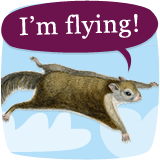 flying-squirrel_im-flying_160x160