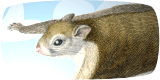 shining-squirrel_160x80